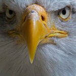 eagle Apnajob.in